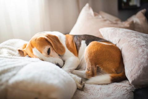 A beagle curled up comfortably on plush pillows under gentle light, Graz, Austria