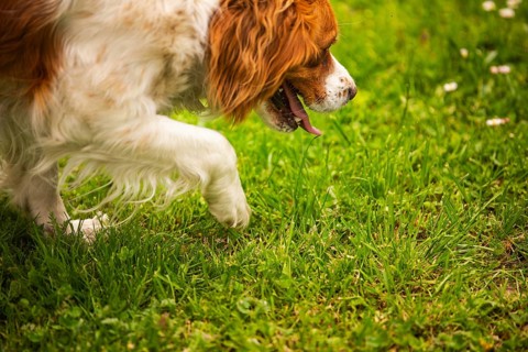 Dog with a paw lifted while attentively exploring grassy terrain, Rymanow, Poland