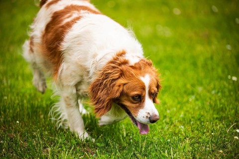 Brown and white dog walking on grass with its tongue out, exploring, Rymanow, Poland