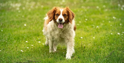 Brown and white dog running playfully on a grassy field, Rymanow, Poland