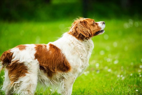 A fluffy spaniel stands on grass looking into the distance, Rymanow, Poland