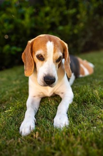 Beagle lying on grass maintaining a focused look, Graz, Austria