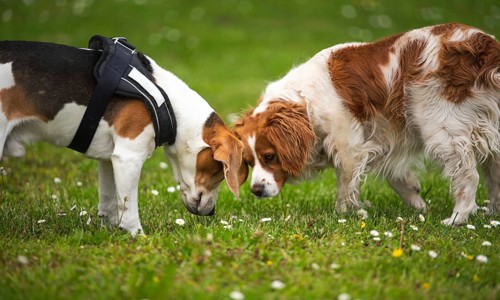 Two dogs sniffing the grass in a green outdoor setting, Rymanow, Poland