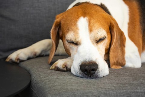 Beagle sleeping comfortably on a sofa, Graz, Austria
