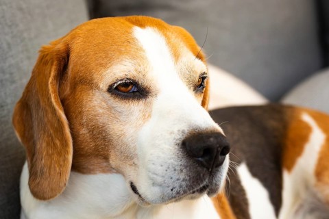Close-up of a beagle on a grey sofa, looking relaxed and calm, Graz, Austria