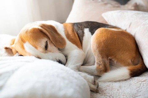 A beagle curled up comfortably on soft pillows in daylight, conveying tranquility, Graz, Austria