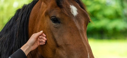A gentle close-up of a horse being touched by a human outdoors, Rymanow, Poland