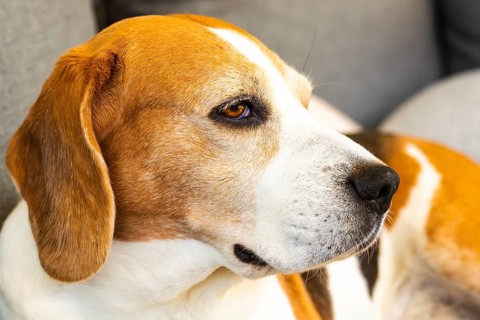 Beagle resting on a sofa indoors with a calm expression, Graz, Austria