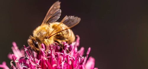 Close-up of a bee pollinating a purple-pink flower, Graz, Austria