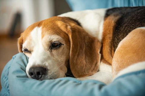 A beagle dog resting on a blue blanket, looking cozy, Graz, Austria