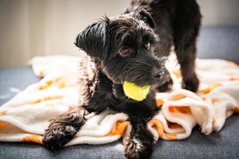 A black Yorkshire dog dog holds a yellow ball on a blanket, bathed in warm sunlight, exuding a