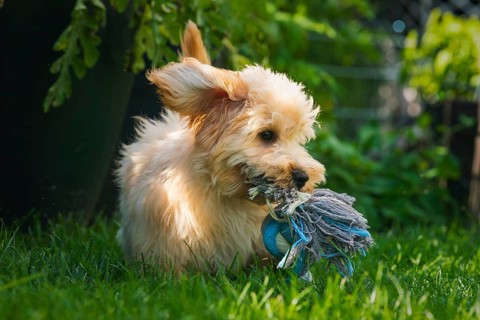 A playful Maltipoo dog in the grass with a rope toy, ears perked up, Graz, Austria