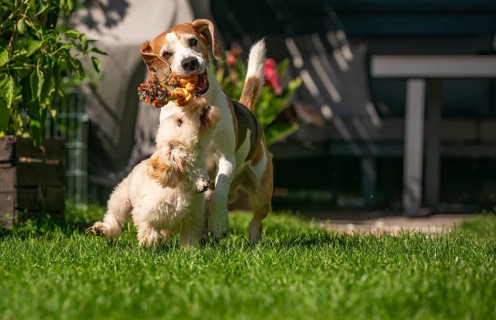 Maltipoo puppy and Beagle dog playfully tugging a toy in a grassy, sunlit garden, Graz, Austria