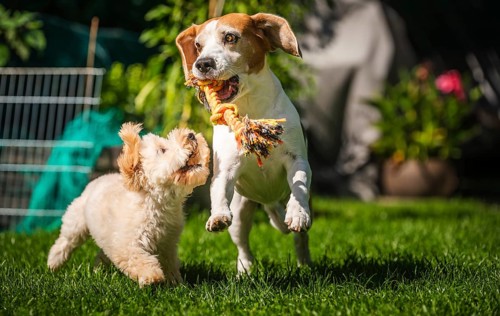 Energetic Maltipoo puppy and Beagle dog playing with a rope toy in a sunlit garden, Graz, Austria