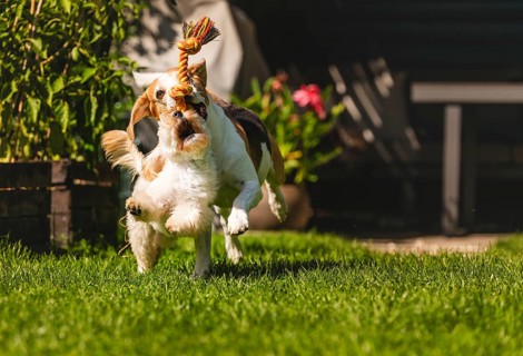 A dog jumping actively while holding a rope toy on green grass, Graz, Austria