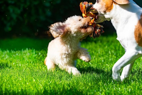 A Maltipoo puppy and a Beagle dog joyfully playing in a sunlit field, Graz, Austria
