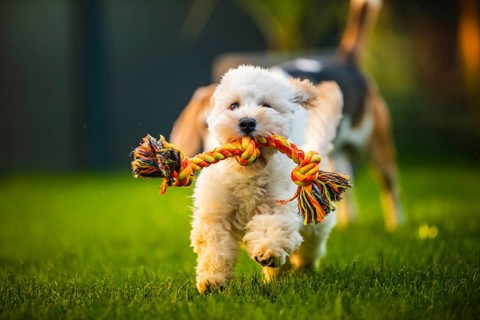 A playful Maltipoo puppy running with a rope toy on a grassy lawn, Graz, Austria