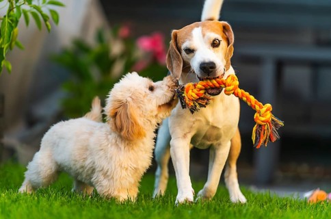 Maltipoo puppy and Beagle dog engaged in tug-of-war with a rope toy on green grass outdoors, Graz,