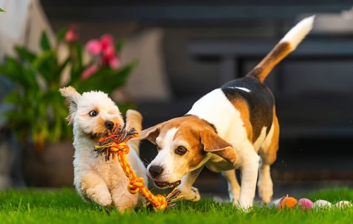 Maltipoo puppy and Beagle dog energetically playing with a rope toy in a garden setting, Graz,