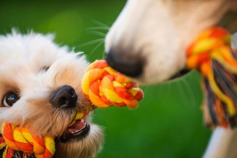 Close-up of Maltipoo puppy and Beagle dog tugging on a rope toy with excitement on a green