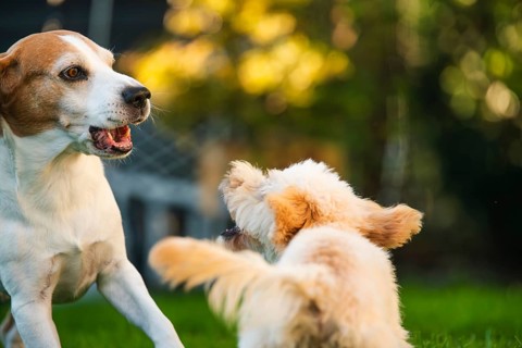 Maltipoo puppy and Beagle dog interacting playfully in a garden with a green background, Graz,