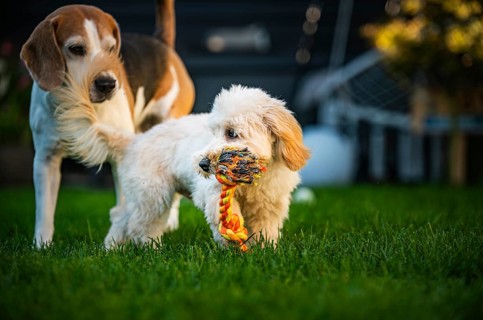 Maltipoo puppy and Beagle dog playing with a rope toy in a vibrant backyard setting, Graz, Austria