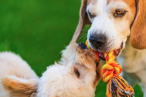 Maltipoo and Beagle dogs playing tug-of-war with a colorful rope toy on green grass, Graz, Austria
