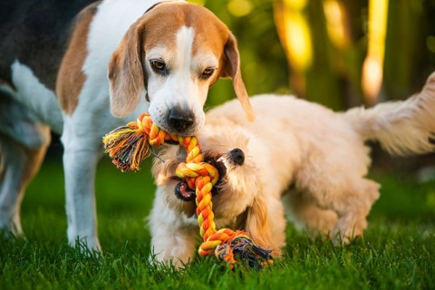 Maltipoo and Beagle dogs playing tug-of-war with an orange rope toy, Graz, Austria