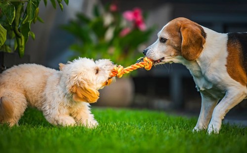 Maltipoo and Beagle dogs intensely playing tug-of-war, enjoying outdoor fun, Graz, Austria