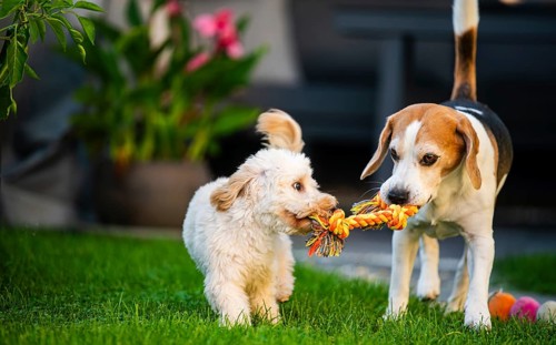 Two dogs engaging in a playful tug-of-war with a rope toy, Graz, Austria