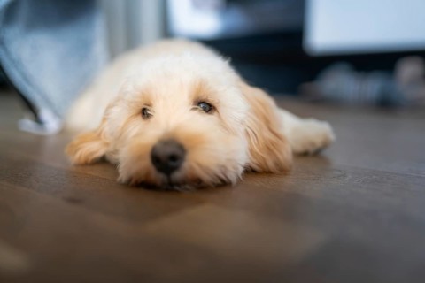 A beige Maltipoo dog relaxes indoors on a wooden floor, with a tranquil atmosphere and an unfocused