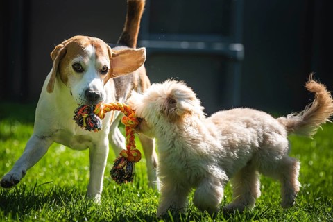 Maltipoo puppy and a Beagle dog playfully tugging on a rope toy in a grassy yard, Graz, Austria