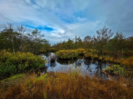 A still body of water in a moor surrounded by trees under an overcast sky, The Holler Moor in 27804