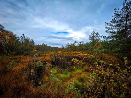 An extensive autumn landscape under a cloudy sky with lively vegetation, The Holler Moor in 27804