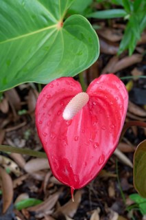 A bright red anthurium (Anthurium andraeanum) with a white flask (Spadix) and dew drops on the