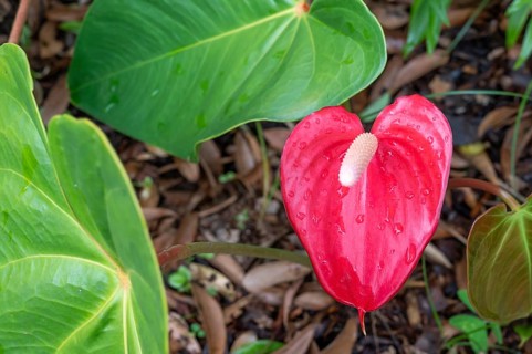 A bright red anthurium (Anthurium andraeanum) with a white flask (Spadix) and dew drops on the