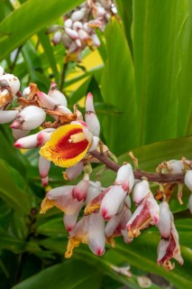 Close-up of red ginger (Alpinia purpurata) inflorescences with eye-catching, white-pink bracts and