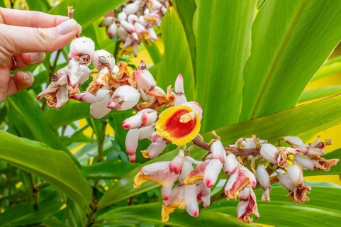 Close-up of red ginger (Alpinia purpurata) inflorescences with showy, white-pink bracts and