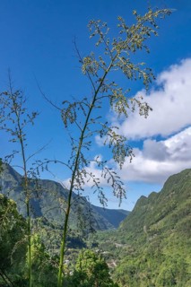 The view from Department 52 (D52) into Cirque de Salazie shows the deep, tropical green valley,