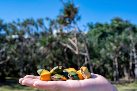 A hand holds a small cluster of yellow-orange and green fruit segments of Vacoas (Pandanus utilis),