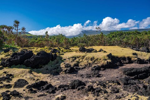 Typical vegetation of the landscape from Cap Mechant with black lava rocks, conquered here and