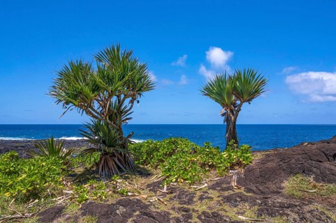 Two pandanus trees (Vacoas) with characteristic, sparpy branches and green fan-like leaves stand
