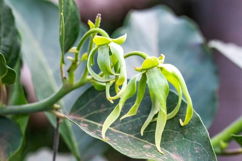 The green-yellow flowers of the ylang ylang tree (Cananga odorata) with their characteristically