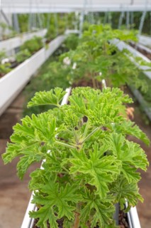 Close-up of healthy, green geranium plant (pelargonium) with its serrated leaves in a breeding