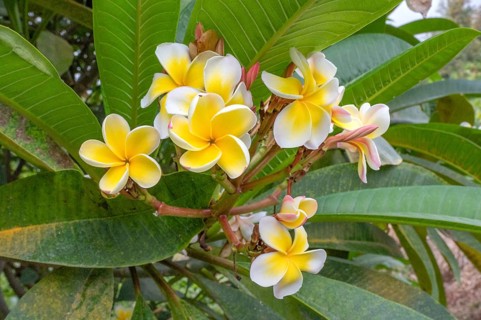 Cluster of white and bright yellow flowers of frangipani (Plumeria) with their characteristic