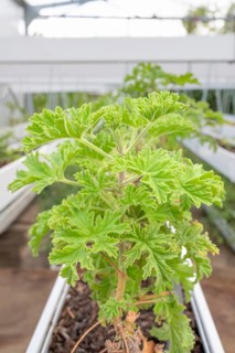DSC_9986 Close-up of healthy green geranium plant (pelargonium) with its serrated leaves in a
