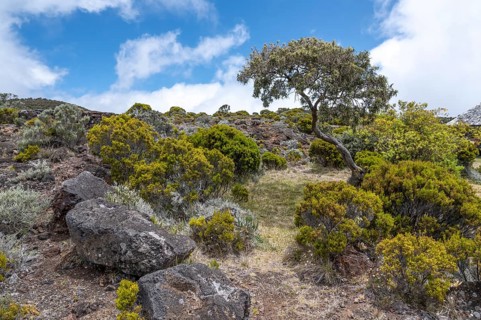 A crooked tree, presumably tamarin of the skin) dominates a slope covered with thick, yellow-green