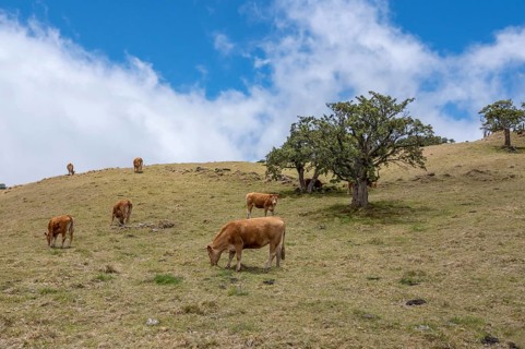 Several reddish brown cattle (breed: Limousin) graze on a green mountainside in the high pasture