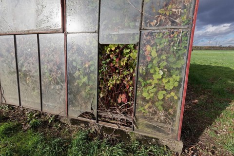 Abandoned greenhouse of a nursery, interior completely overgrown, Lost Place, Düsseldorf, North