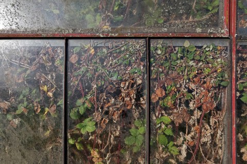 Abandoned greenhouse of a nursery, view of the completely overgrown interior, Lost Place,